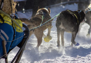 Iditarod_2017